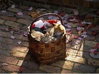 赛博摩托的拯救世界之路，疾速摩爪现已发售